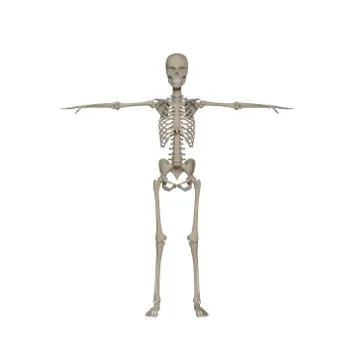 Human skeleton Stock Illustration