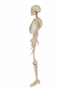 Human skeleton Stock Illustration