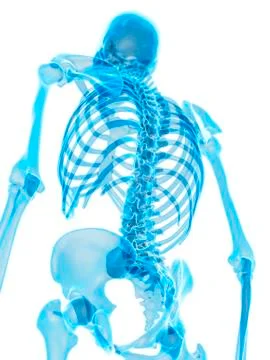 Human skeleton Stock Illustration