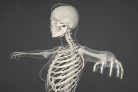 Human skeleton Stock Illustration