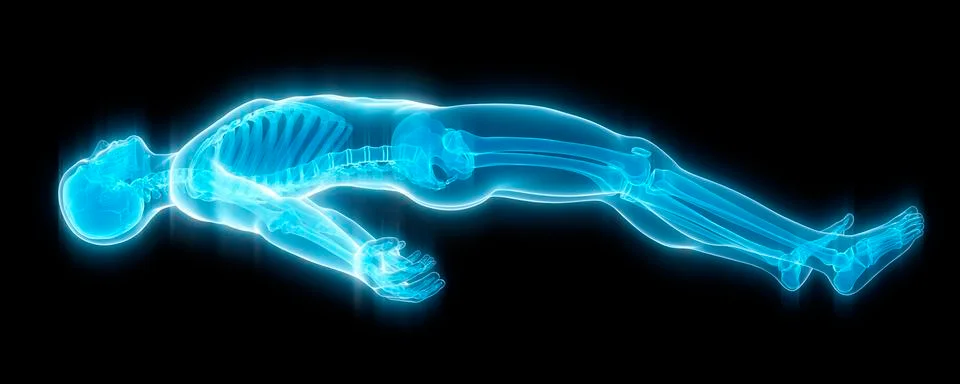 Human skeleton, illustration Stock Illustration