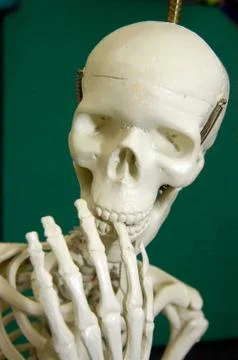 Human skeleton, the internal framework of the human body Stock Photos