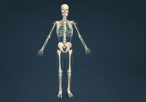 Human skeleton, the internal skeleton that serves as a framework for the body Illustrazione stock