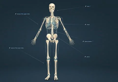 Human skeleton, the internal skeleton that serves as a framework for the body Stock Illustration