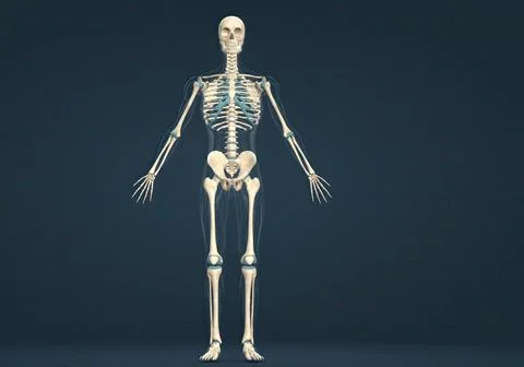 Human skeleton, the internal skeleton that serves as a framework for the body 스톡 일러스트