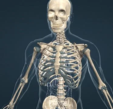 Human skeleton, the internal skeleton that serves as a framework for the body Stock Illustration