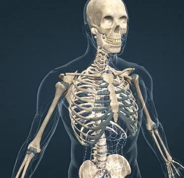 Human skeleton, the internal skeleton that serves as a framework for the body 스톡 일러스트