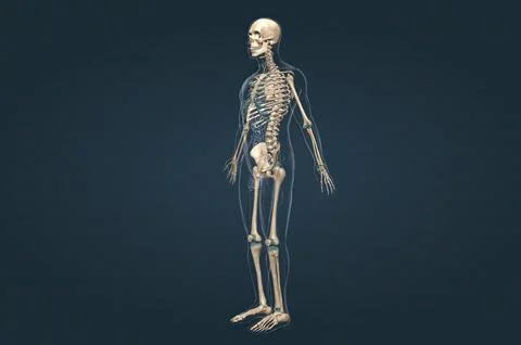 Human skeleton, the internal skeleton that serves as a framework for the body Stock Illustration