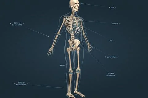 Human skeleton, the internal skeleton that serves as a framework for the body Stock Illustration
