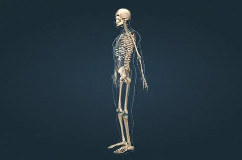 Human skeleton, the internal skeleton that serves as a framework for the body Stock Illustration