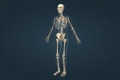 Human skeleton, the internal skeleton that serves as a framework for the body Stock Illustration