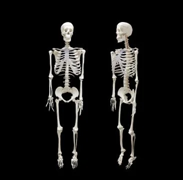 Human skeleton isolated on black background, healthcare and medical Stock Photos