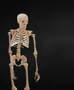 Human skeleton isolated on black background. Stock Photos