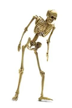 Human skeleton isolated Stock Photos