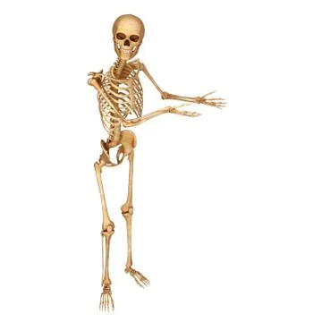 Human skeleton isolated in white background Stock Illustration