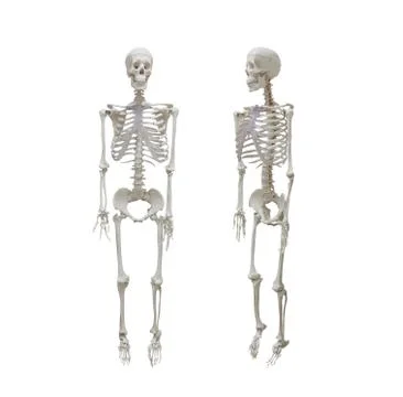 Human skeleton isolated on white background, healthcare and medical Stock Photos
