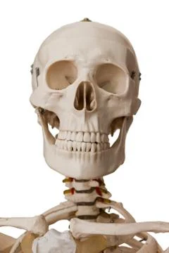 Human skeleton, isolated on white background Foto stock