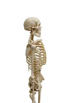 The human skeleton is isolated on a white background. profile view. Stock Photos