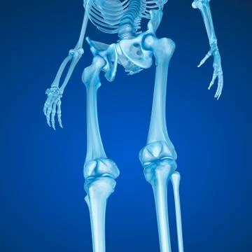 Human skeleton: Knee joint  . Medically accurate 3D illustration Stock-Illustration