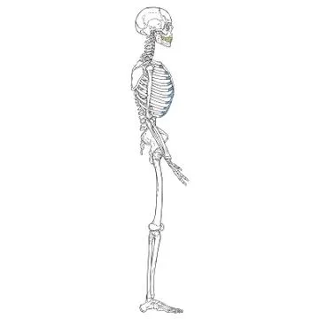 Human Skeleton Left Stock Illustration