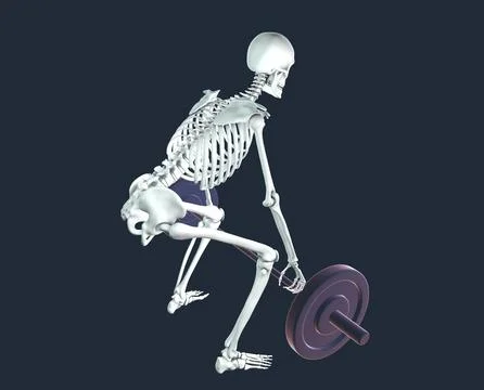 A human skeleton lifting a barbell, 3d illustration Stock Illustration