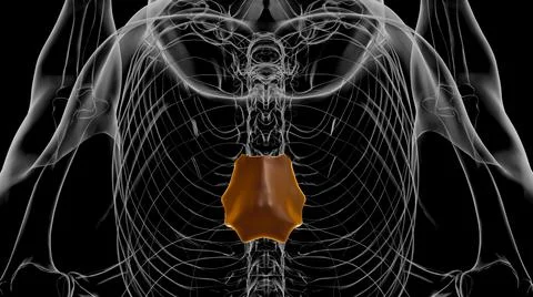 Human Skeleton Manubrium Anatomy 3D Stock Illustration