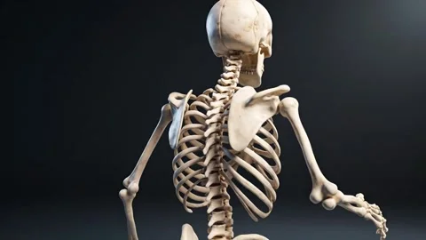 Human Skeleton Model on Black Background Stock Footage 324740956