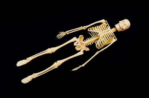 Human Skeleton Model on Black Background 스톡 사진