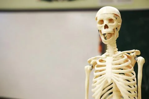 Human skeleton model displayed in a classroom setting, highlighting anatomical Stock Photos