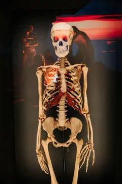 Human skeleton model. Educational exhibit with sunset background. Use for Stock Photos