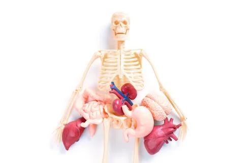 Human Skeleton Model with Internal Organs on White Background 스톡 사진