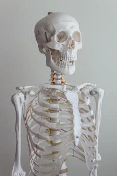 Human skeleton model Stock Photos