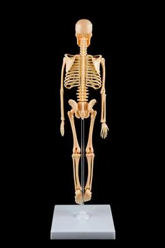 Human Skeleton Model Rear View Stock Photos
