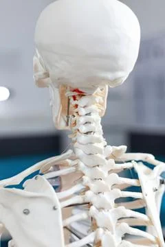 Human skeleton model with red artery detail Stock Photos