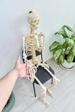 Human skeleton model seated on black chair indoor next to green houseplants.. Stockfoto's