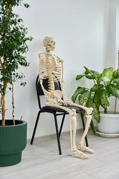 Human skeleton model sitting on black chair indoors with green plants Stockfoto's
