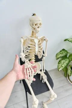 Human skeleton model sitting on black chair with outstretched hand indoors Stockfoto's