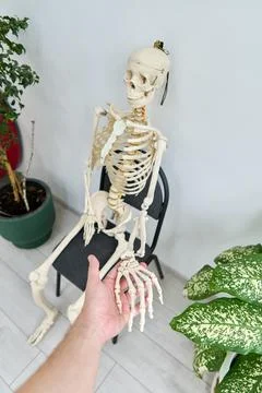 Human skeleton model sitting on black chair in bright room with green plants Stockfoto's