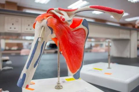 Human skeleton model, skeletal system isolated, upper limbs. Stock Photos