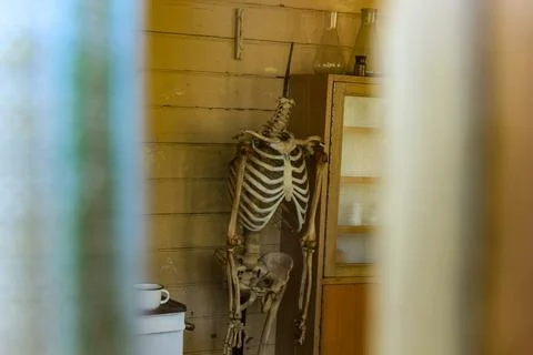 Human skeleton model standing in vintage interior room with wooden cabinet Fotos de archivo