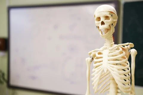 Human skeleton model stands in classroom with whiteboard and green chalkboard in Stock-Fotos