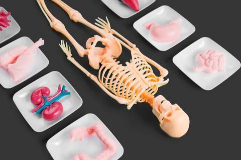 Human Skeleton Model Surrounded by Anatomical Organ Models Stock Photos