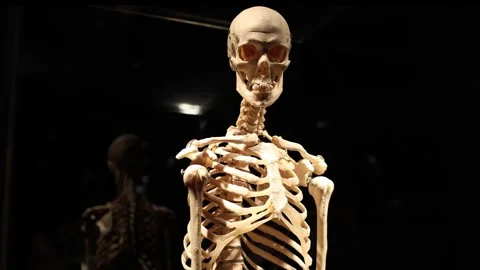 Human skeleton mortality concept Video stock 330679771