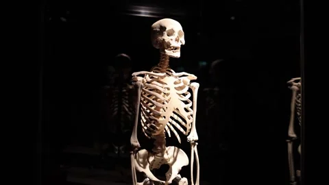 Human skeleton museum exhibition concept Video stock 330679774