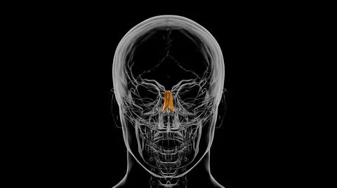 Human Skeleton Nasal bone Anatomy 3D Stock-Illustration