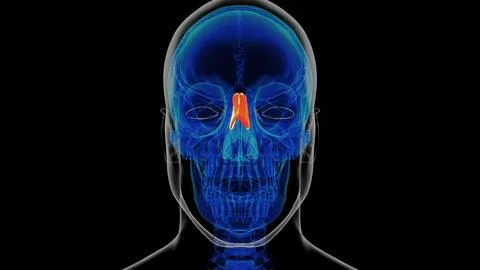 Human skeleton nasal bone anatomy 3D rendering 库存插图