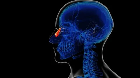 Human skeleton nasal bone anatomy 3D rendering Stock Illustration