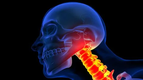 Human skeleton neck or cervical pain anatomy for medical concept 3D illustr.. 库存插图
