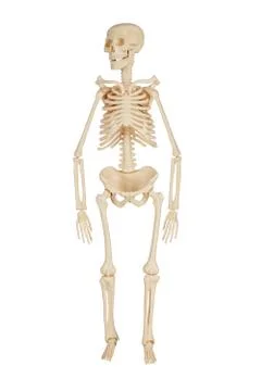 Human skeleton Stock Photos