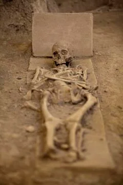 Human skeleton Stock Photos